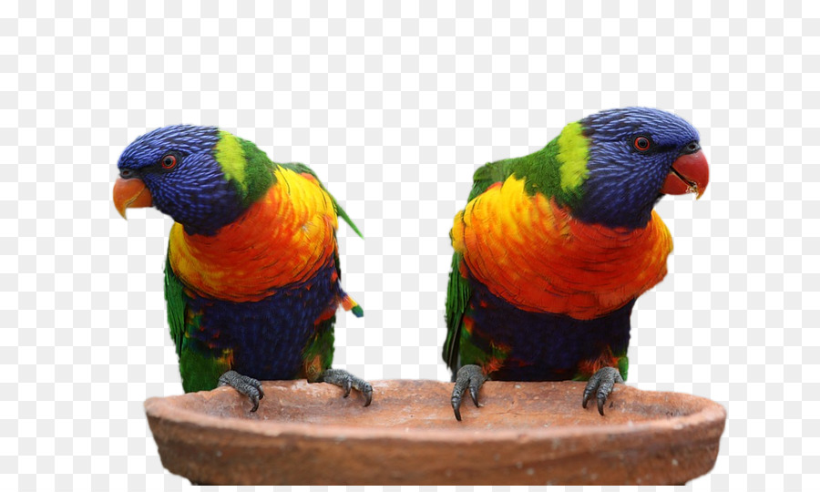 Pájaro，Perroquet PNG