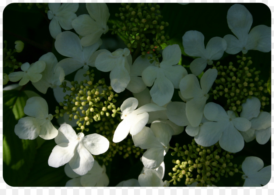 Hortensia，Viburnum PNG