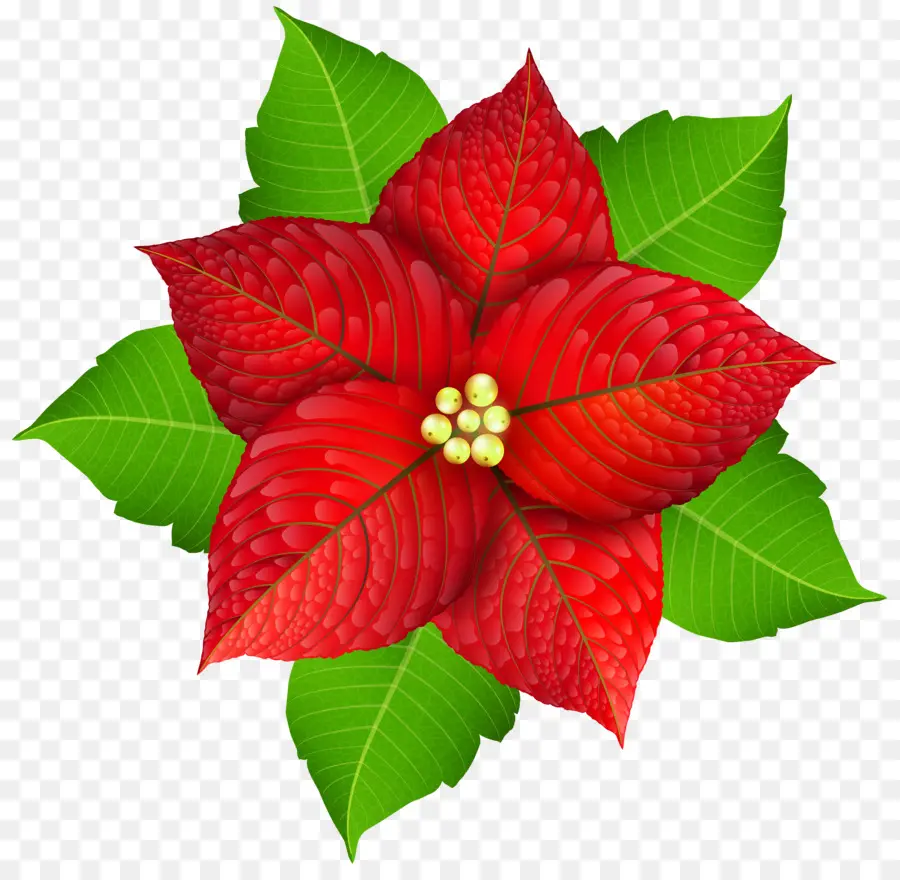 Flor De Pascua，Rojo PNG