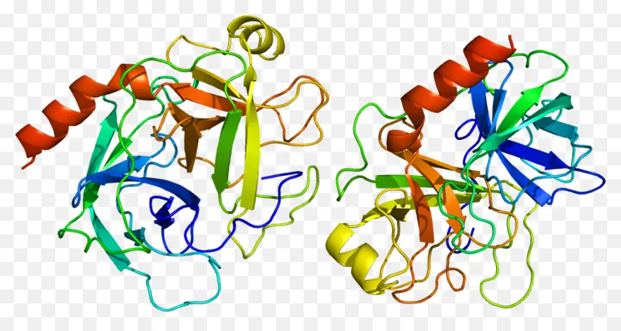 Estructura Proteica，Biología PNG