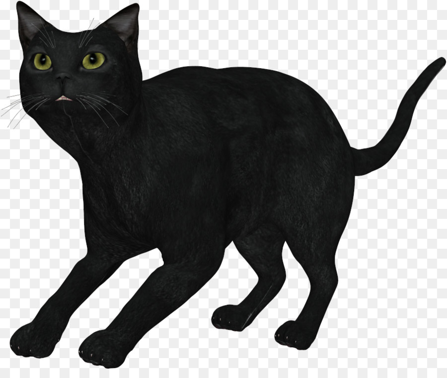 Gato Negro，Gato Birmano PNG