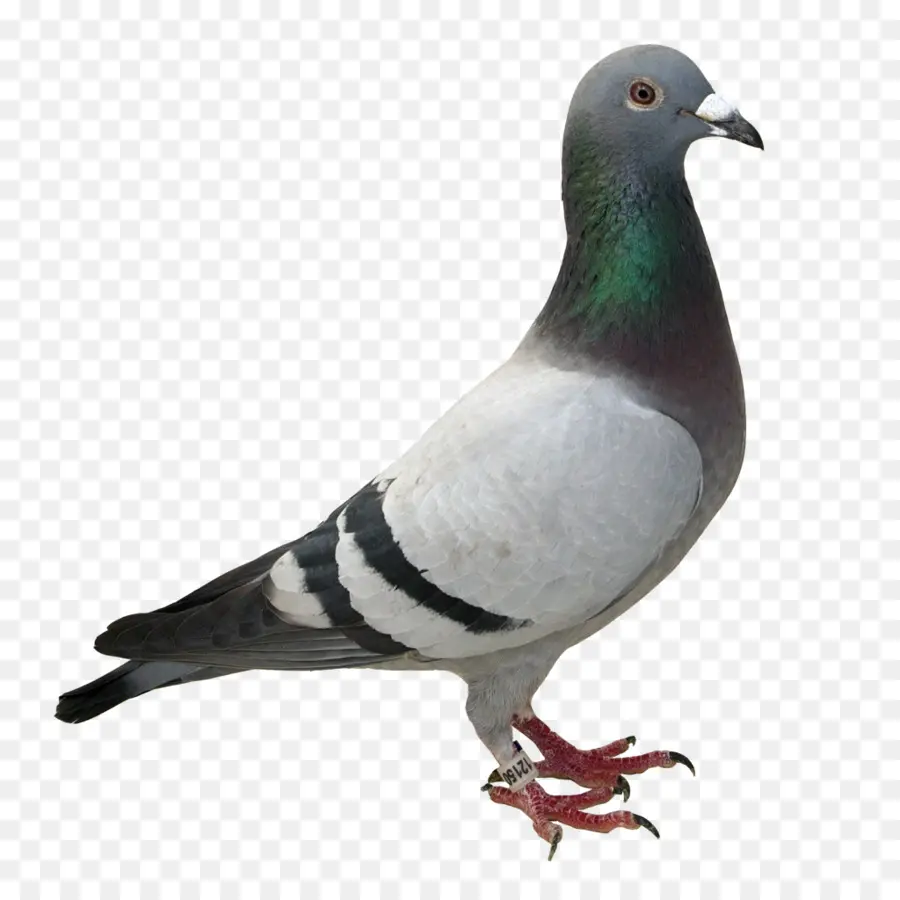 Carreras De Homero，Columbidae PNG