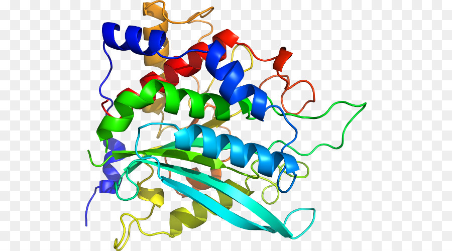 Estructura De La Proteína，Biología PNG