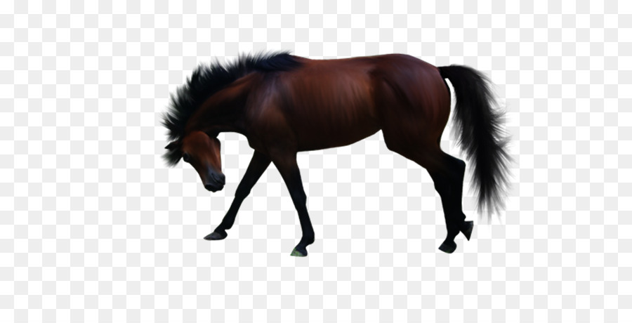 Pony，American Paint Horse PNG