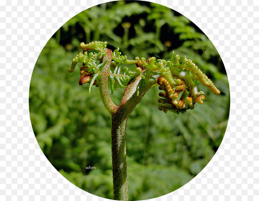 La Patología De Las Plantas，árbol PNG