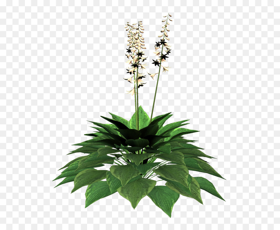 Planta Verde，Hojas PNG