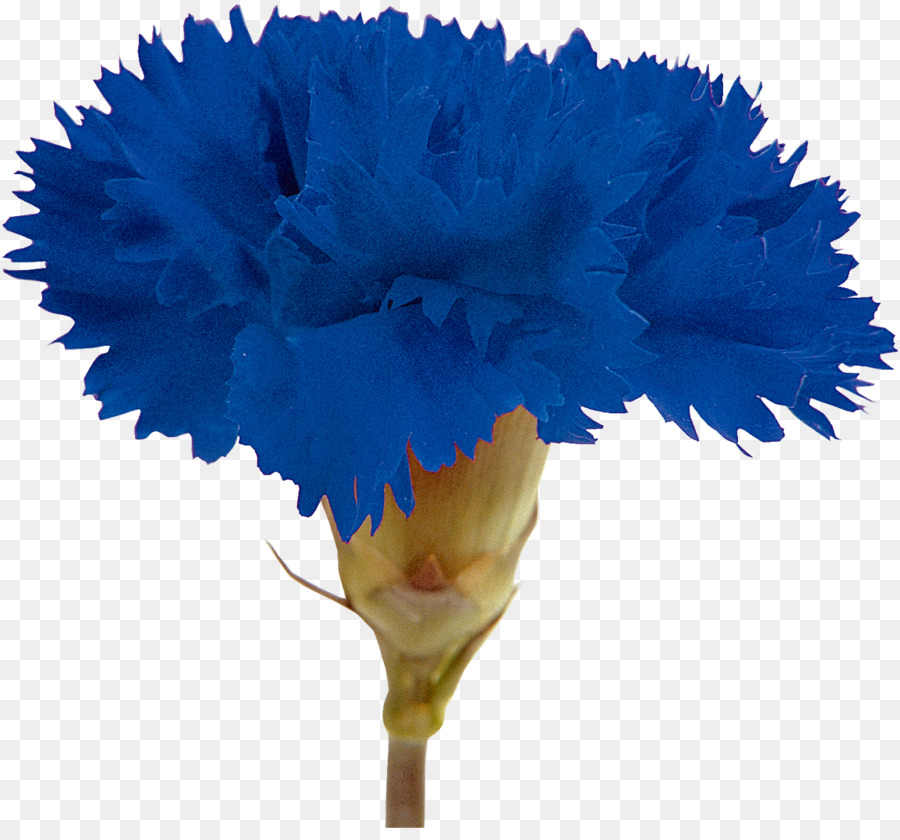 Clavel，Cortar Flores PNG