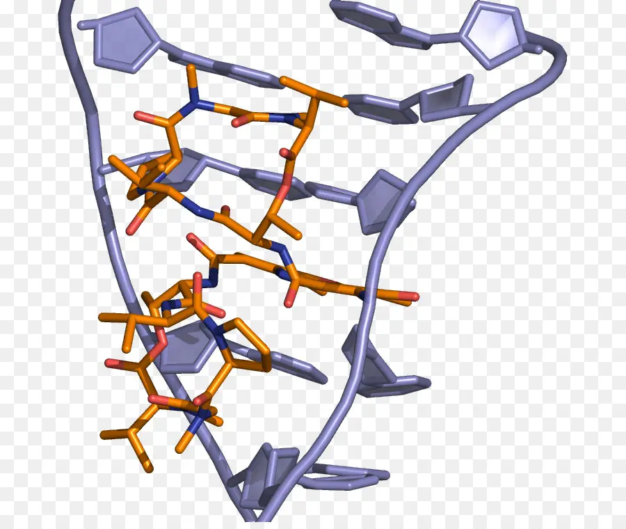 La Actinomicina D，Mrs PNG