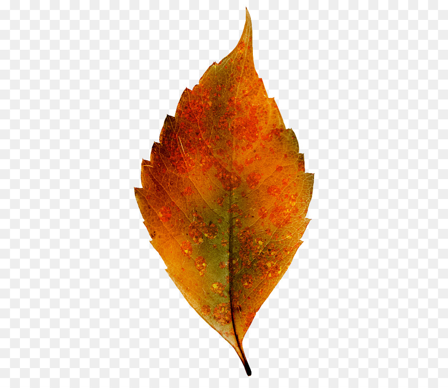 Hojas De Otoño，Caer PNG