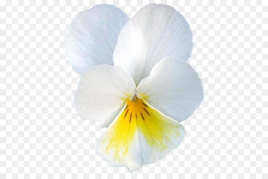 Flor Blanca，Florecer PNG