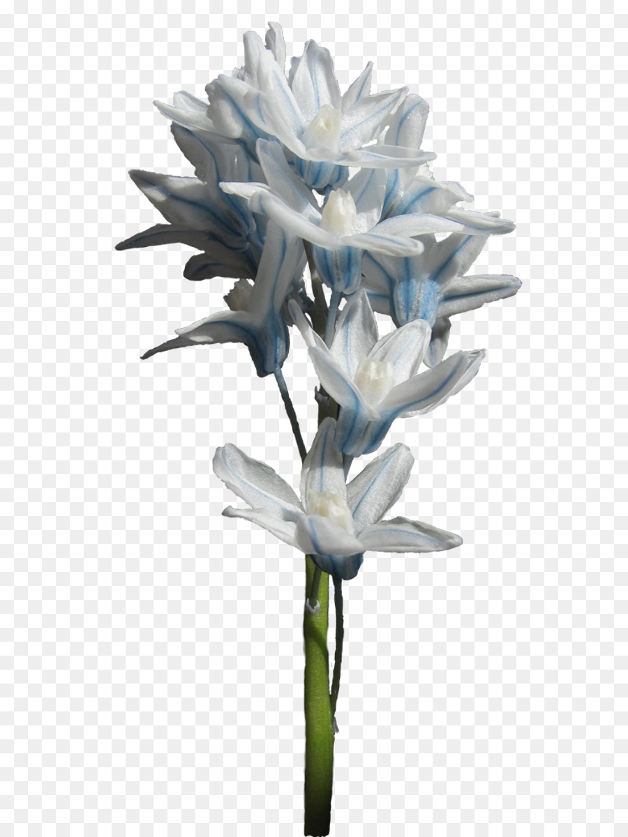 Las Flores Cortadas，Hyacinthus Orientalis PNG
