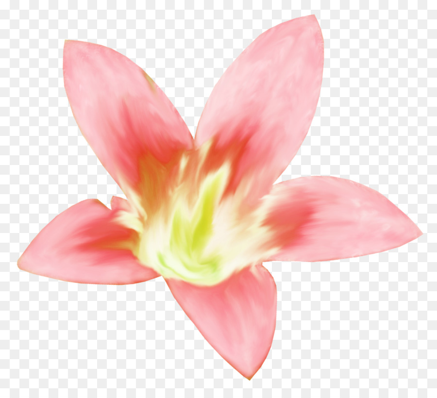 Flor Colorida，Florecer PNG