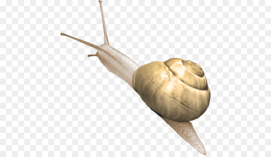 Caracol，Caparazón PNG