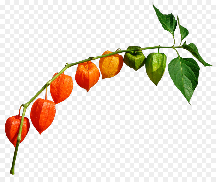 Pimienta De Chile，Peruano Groundcherry PNG