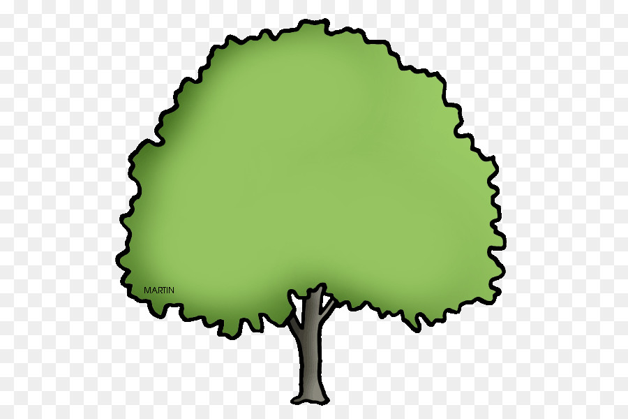 Ulmus Americana，árbol PNG