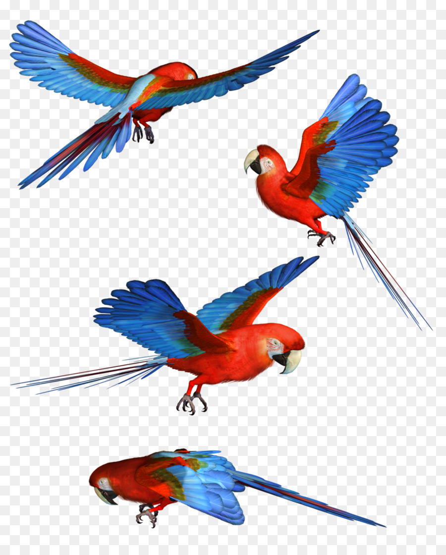 Loro Colorido，Pájaro PNG