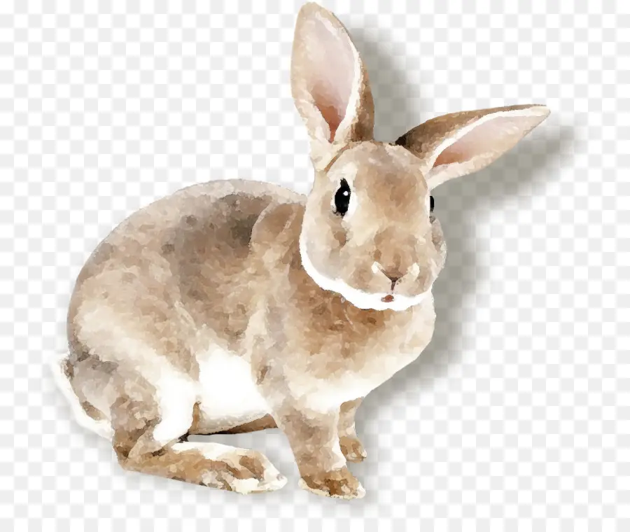 Conejo De Pascua，Liebre PNG