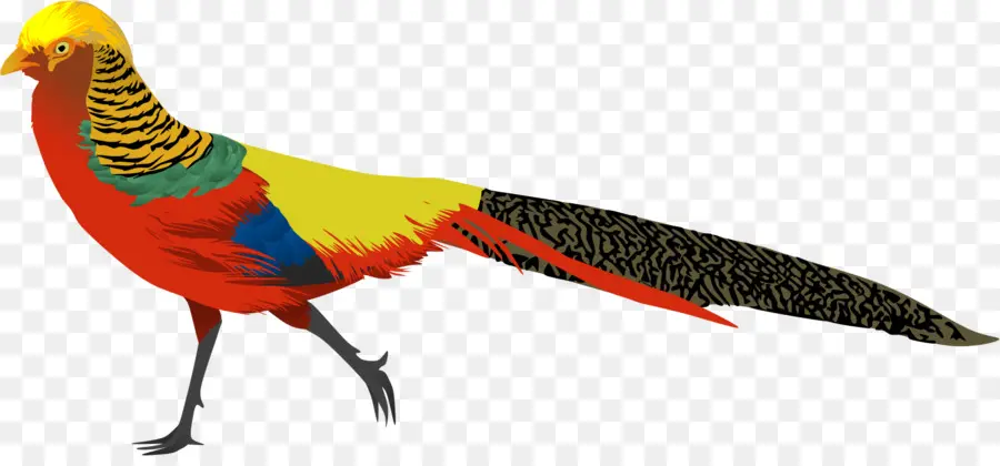 Pájaro Colorido，Plumas PNG