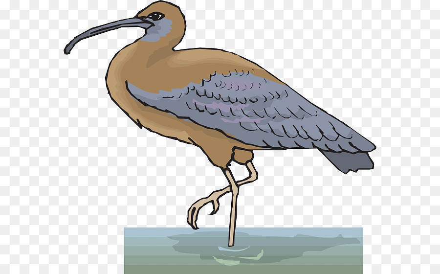 Ibis，Pájaro PNG