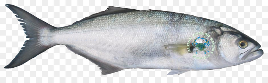 Sardina，Sábalo Americano PNG