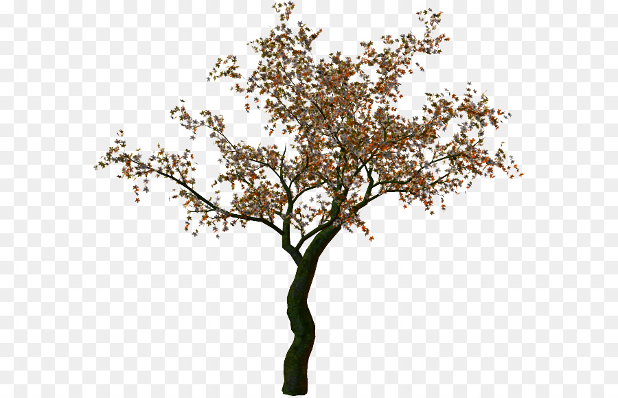 árbol，Postscript Encapsulado PNG