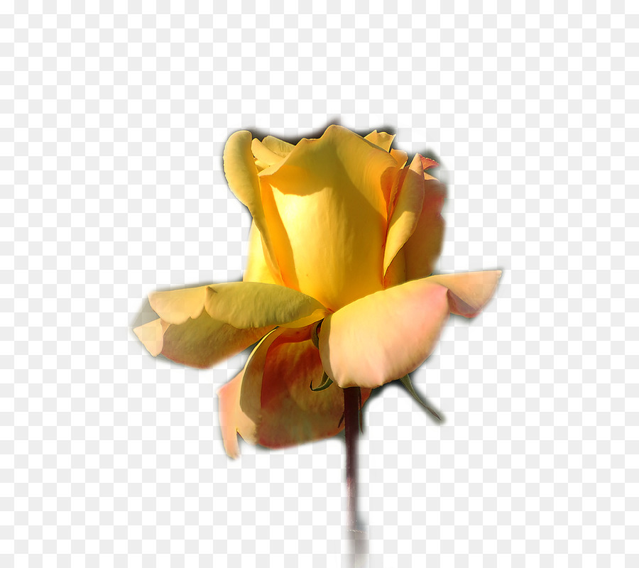 Rosa Blanca，Floración PNG