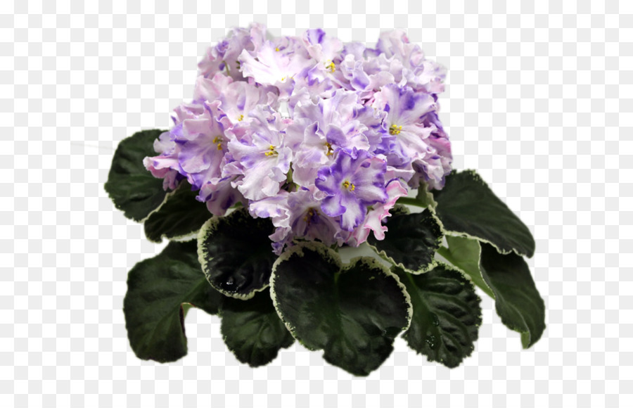 Violeta，Violetas Africanas PNG