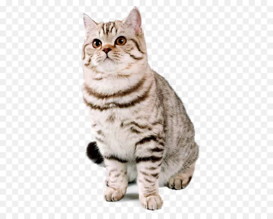 Gato，Felino PNG