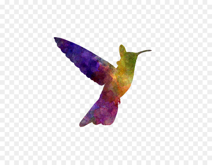 Colibrí，Pintura A La Acuarela PNG