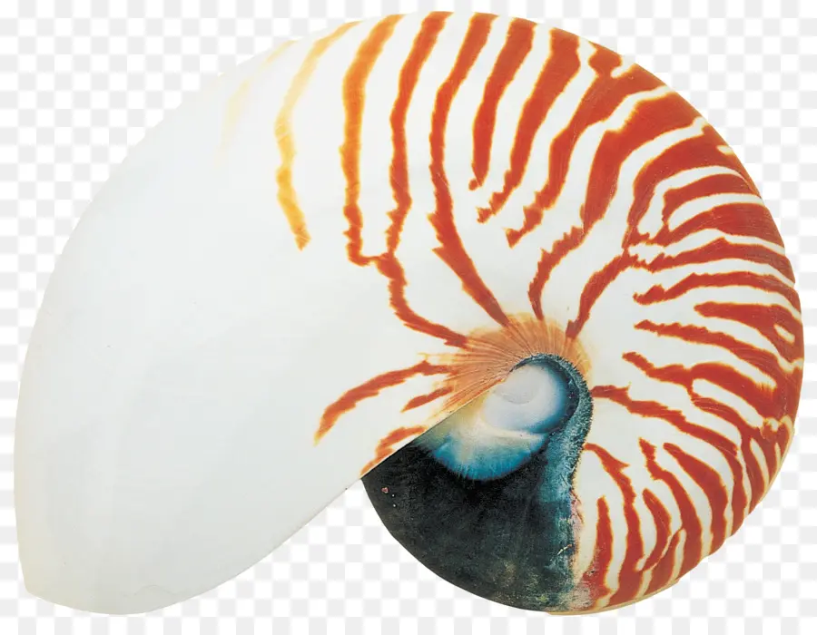 Caracol De Mar，Concha PNG