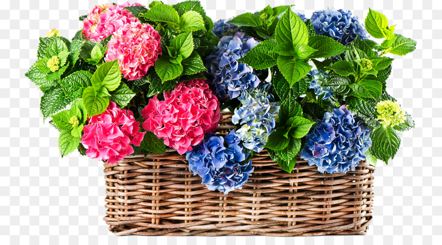 Hortensia，Flor PNG