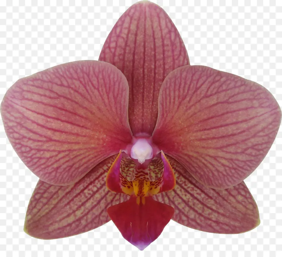 Orquídea，Floración PNG