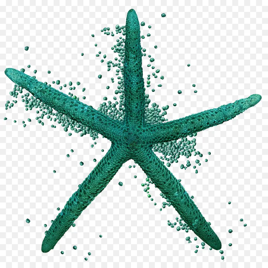 Estrella De Mar，Mar PNG