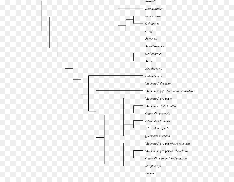 Cladograma，árbol Filogenético PNG