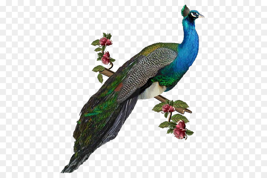 Pavo Real，Pájaro PNG