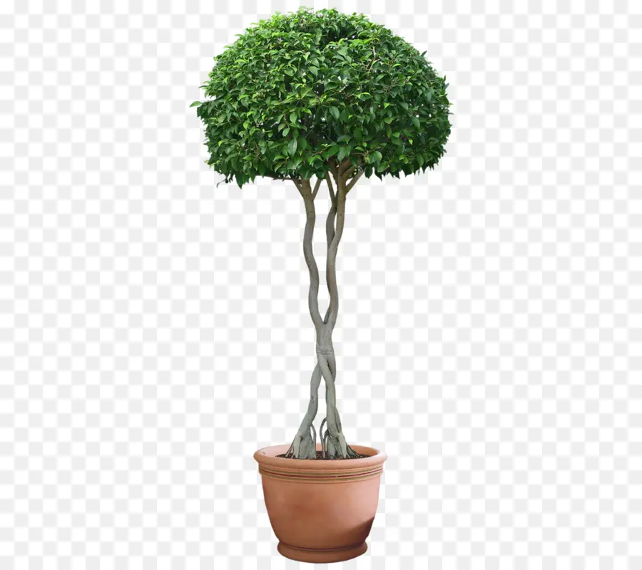 Planta，Planta De Casa PNG