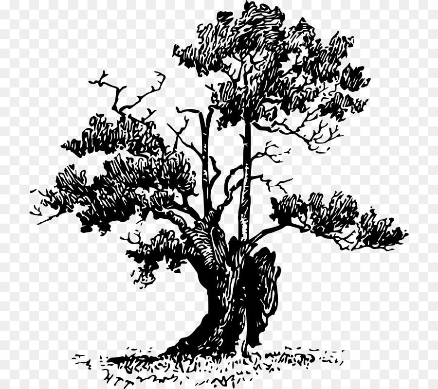 Rincones Y Las Esquinas De Shropshire，árbol PNG
