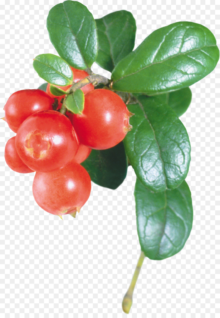Arándano Rojo，árbol PNG