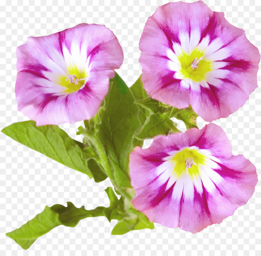 Flores Rosadas，Flores PNG