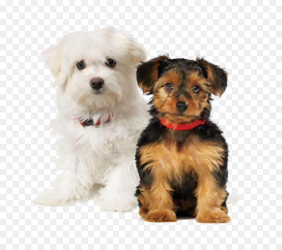 El Lhasa Apso，Cachorro PNG