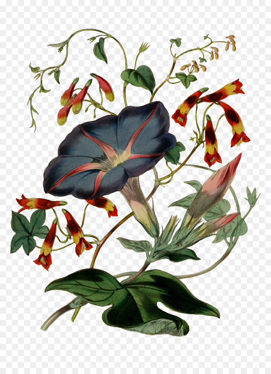 Ilustración Floral，Flores PNG