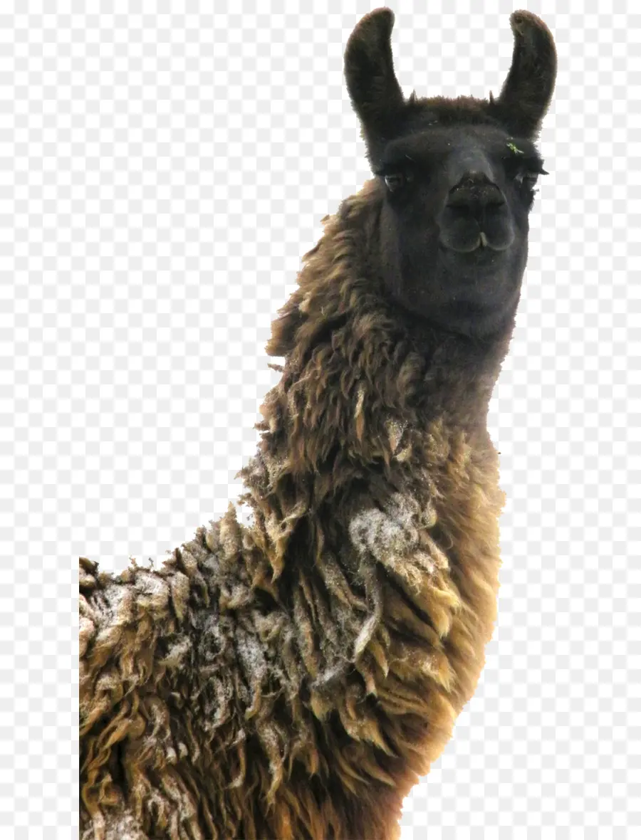 Llama，Pelo PNG