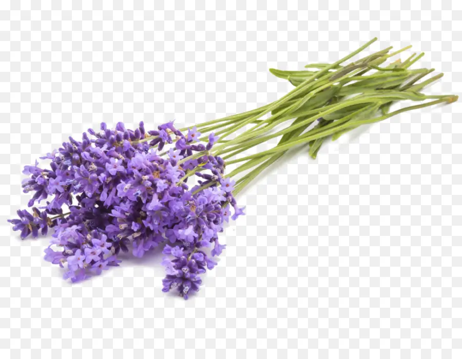 Inglés Lavanda，El Aceite De Lavanda PNG