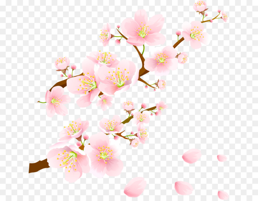 Flor，Florecer PNG