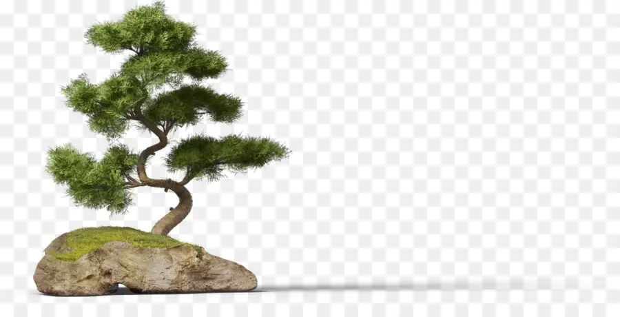 Árbol Bonsái，Miniatura PNG