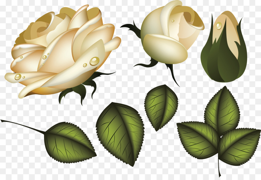 Rosas Blancas，Florecer PNG