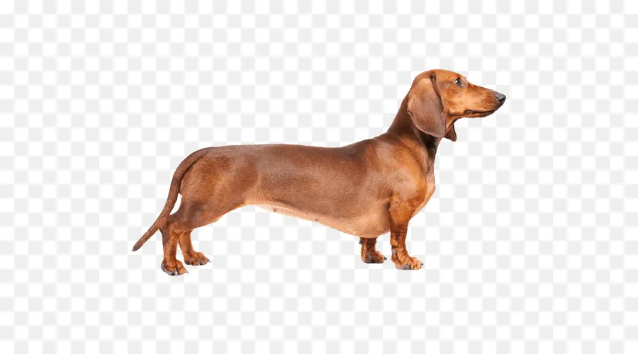 Dachshund，Cachorro PNG