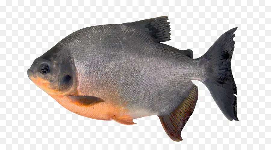 Cachama，Los Peces PNG