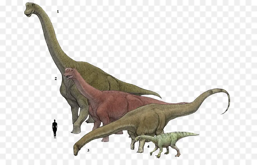 Brachiosaurus，Plateosaurus PNG