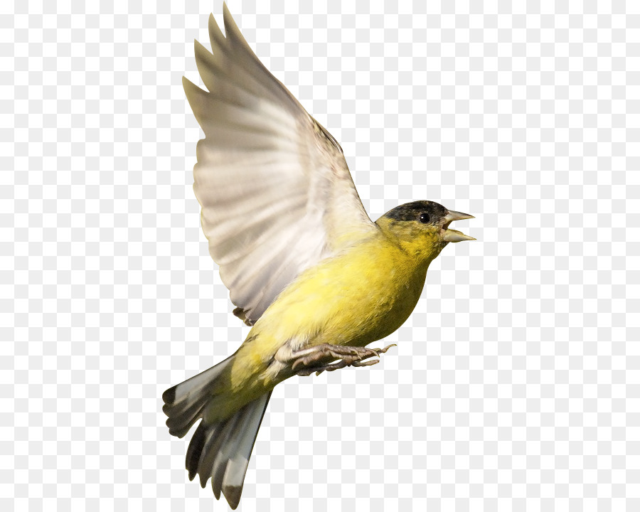 Pájaro，Eurasia Oropéndola PNG